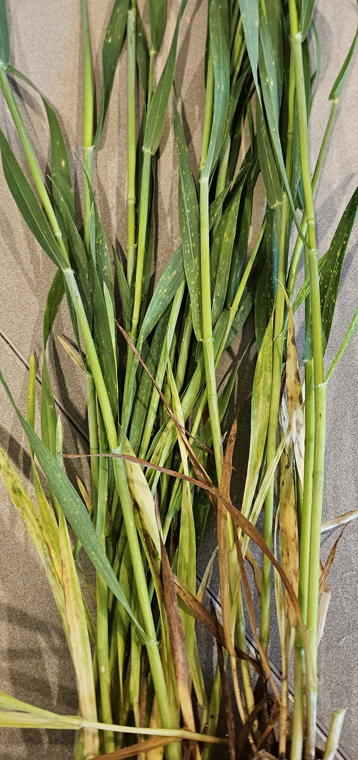 Katie Derks WW 5 19 25.jpg